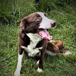 Izzy - Border Collie
