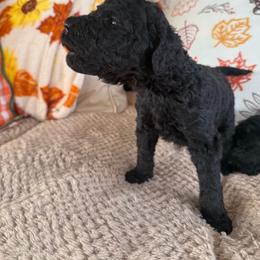 Marcel - Black male Goldendoodle puppy in Petersburg, West Virginia from Wv Diva Doodles