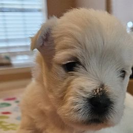 West Highland White Terriers from Touchdown Westies