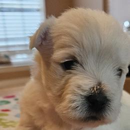 West Highland White Terriers from Touchdown Westies