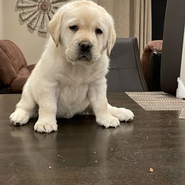 Labrador Retriever Puppies from Armory Labradors