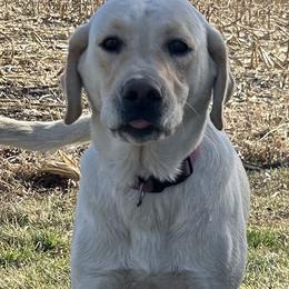 Labrador Retrievers from Theresa Rhodes