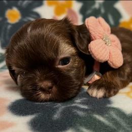 Maple - Red and white female Shih Tzu puppy in Hemet, California from Aloha Shih Tzu