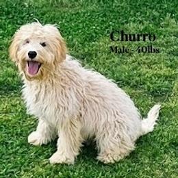 Churro - SM0549 - Cream male Australian Labradoodle puppy in Easley, South Carolina from Royal Diamond Labradoodles