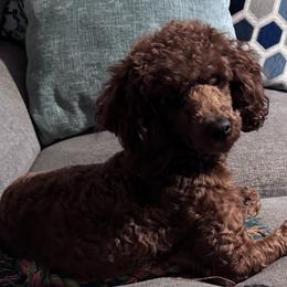 Poodle and West Highland White Terrier All Grown Up from JJs Puppies of the Carolinas