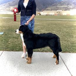 Bernese Mountain Dog All Grown Up from Blue Peak Berners
