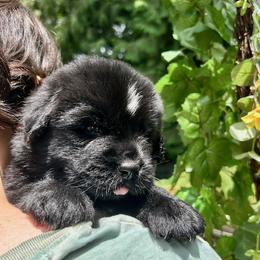Newfoundland Puppies from Black Lions Newfoundlands