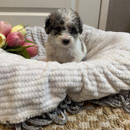 Eden - Parti female Poodle puppy in Jonesville, North Carolina from Richardson Family Farms, LLC
