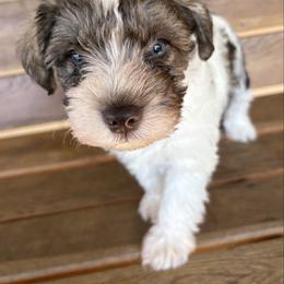 Boy 1 - Parti male Miniature Schnauzer puppy in Dunlap, Tennessee from Beards of Glory