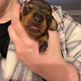 White Collar - Red female Dachshund puppy in La Pine, Oregon from RoseDox Dachshunds