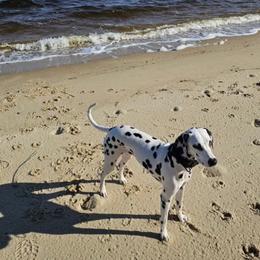 Rey - White and black female Dalmatian puppy in Richmond, Virginia from Darrfield