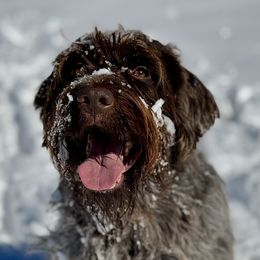 Blu - Wirehaired Pointing Griffon