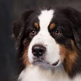 Australian Shepherds from Golden Gait Australian Shepherds