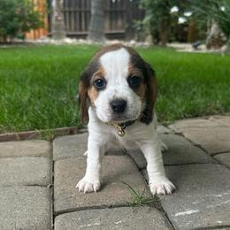 Bee - Black white and tan female Beagle puppy in Sacramento, California from Alton Beagles