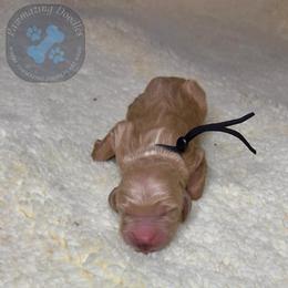 Toffee - Apricot male Goldendoodle puppy in Summerville, South Carolina from Pawmazing Doodles