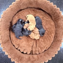 Grady - Cream male Cavapoo puppy in Manorville, New York from Melissa's East End Cavaliers