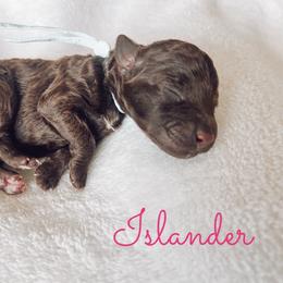 Islander - Chocolate female Goldendoodle puppy in Middletown, Ohio from Lady Doodle Farm