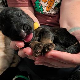 Yellow collar - Black and red male German Shepherd puppy in Millan, Illinois from Volhouden German Shepherds