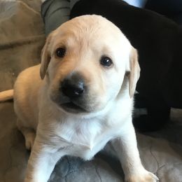 Labrador Retriever Puppies from Whispering Creek British labs LLC