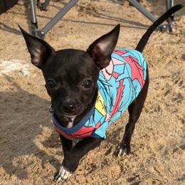 Paco - Chihuahua