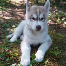 Milo - Red and white male Siberian Husky puppy in Wiscasset, Maine from Running with Huskies