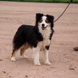 Sig - Miniature Australian Shepherd
