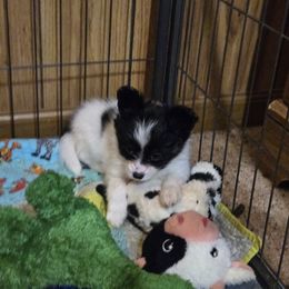 G3 - Black brown and white female Papillon puppy in Forest City, North Carolina from Eastern Papillions