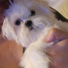 Boy 1 - White male Maltese puppy in Moreno Valley, California from Leslie's Maltese