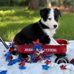 Patch-1300 - Black and white male Border Collie puppy in Nashville, Arkansas from Whisenhunt Farms