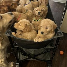 Golden Retriever Puppies from Washington Lakeside Goldens
