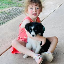 Miniature Australian Shepherd Puppies from Bar C Aussies