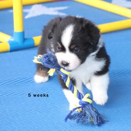 Morgan - Black tri male Miniature American Shepherd puppy in Mineola, Texas from Southern Star Miniature American Shepherds