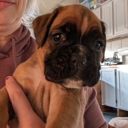 Roxy - Fawn female Boxer puppy in Anderson, South Carolina from Stillwater Kennel
