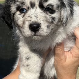 Australian Shepherd and Border Collie Puppies from Smothermon Livestock