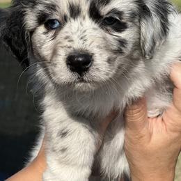 Australian Shepherd and Border Collie Puppies from Smothermon Livestock