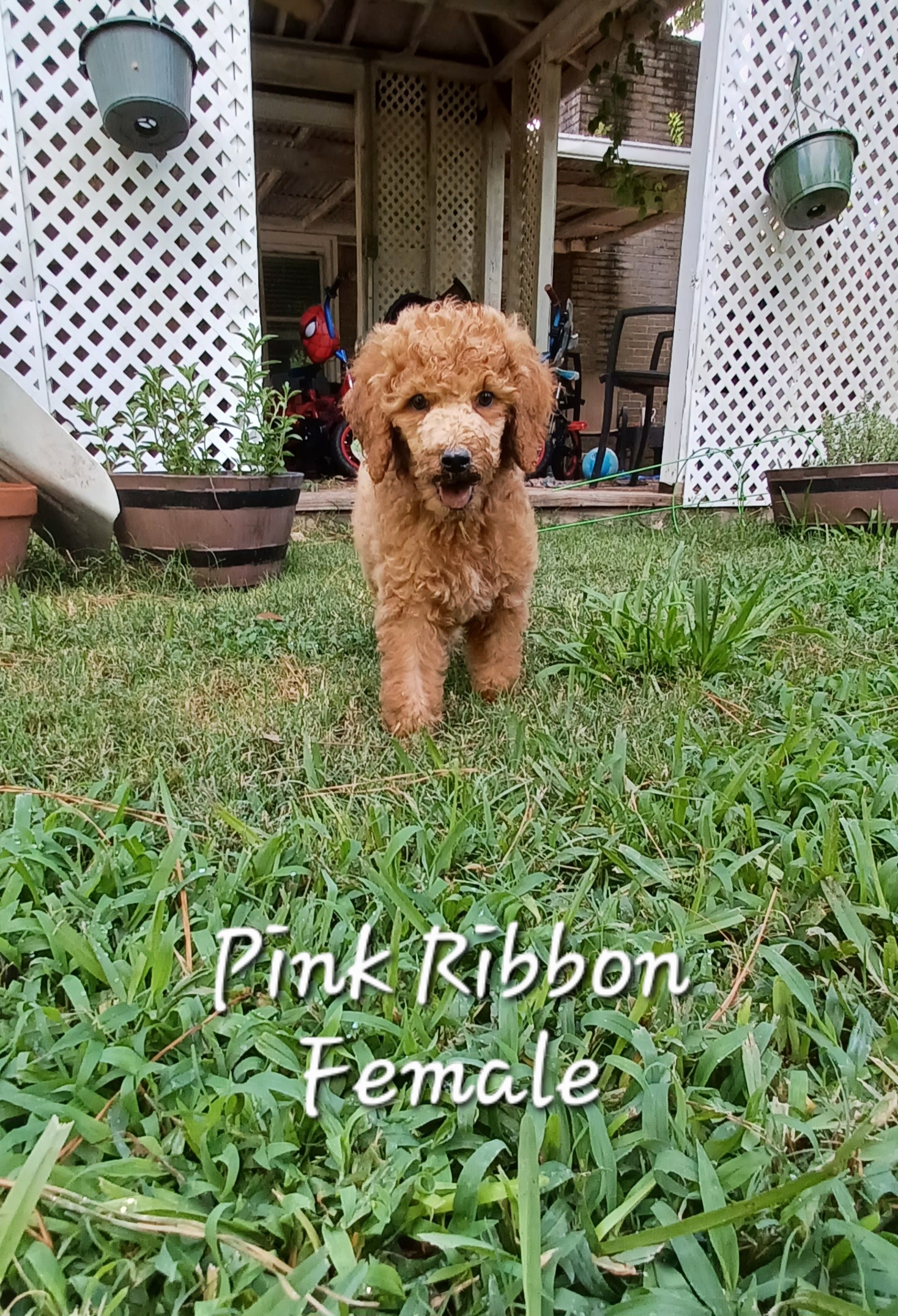 Poodles from Wild Heart Poodles