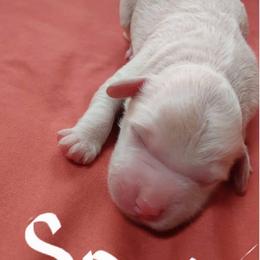 Snow - Apricot male Goldendoodle puppy in Cherry Tree, Pennsylvania from Plum Creek Acres Next Generation