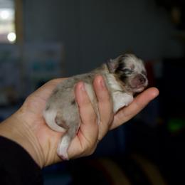 Pumpkin - Chocolate merle female Pomeranian puppy in Saint Ignatius, Montana from Pomeranians Montana