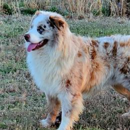 Flash - Australian Shepherd