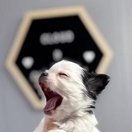 Chihuahua Puppies from Cloud9 Chihuahuas