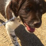 Kleine Munsterlanders from Gould Hunting Dogs