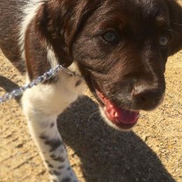 Kleine Munsterlanders from Gould Hunting Dogs