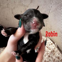 Robin - Black female Goldendoodle puppy in Aztec, New Mexico from HappyHazelDoodles