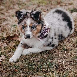 Australian Shepherd Puppies from Louvre Australian Shepherds