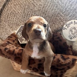 Scarlet (Letty) - Red female Dachshund puppy in Buffalo, New York from Flanagan’s Pride of Scotland