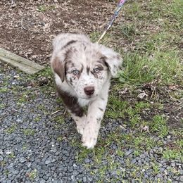 Australian Shepherd Puppies from Kent island Aussies