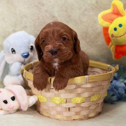 Boy 1 - Red male Assorted Doodle Crosses puppy in Colonial Beach, Virginia from Bristol Mine Kennels