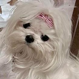 Snow White - Maltese