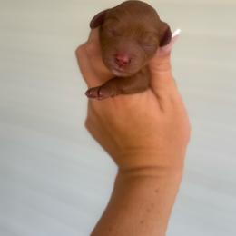 Ellie - Red female Cavapoo puppy in 77304, Texas from Little Valley Puppies