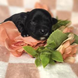 Jonah - Black and white male Havanese puppy in Trinity, Alabama from Tooties Cuties Havanese